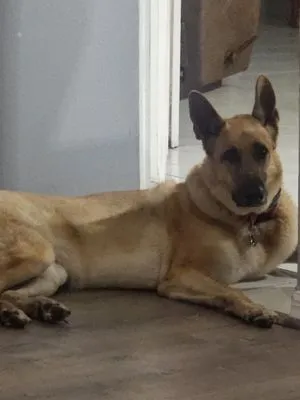 Sunrise Pool & Lawn Care Logo