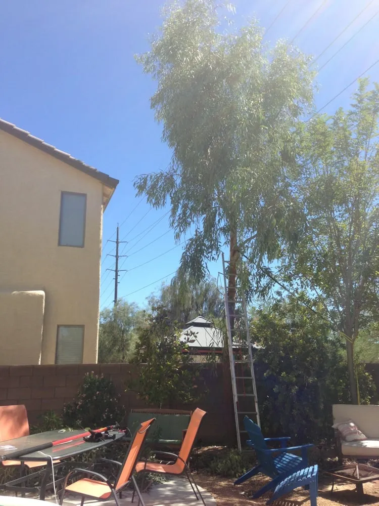 Expert yard cleanup service for outdoor upgrades in Las Vegas, NV by Sunrise Tree & Landscape, Inc.