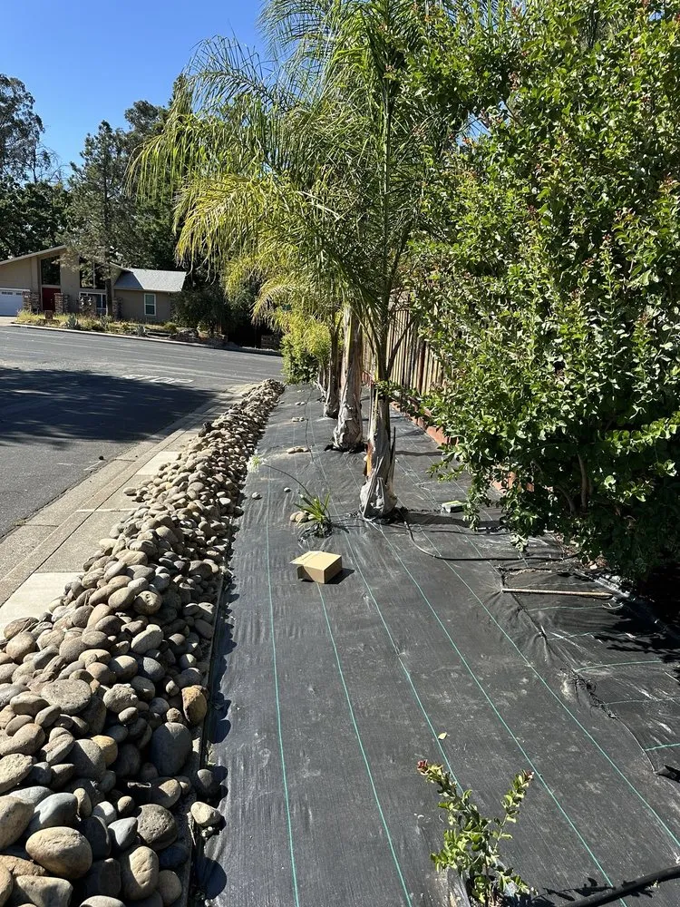 Custom yard cleanup service in Concord, CA - Sunrise Vine View