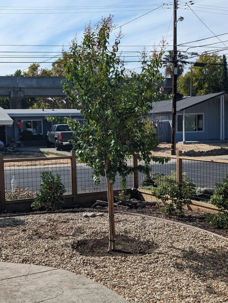 Expert lawn mowing service in Concord, CA - Sunrise Vine View