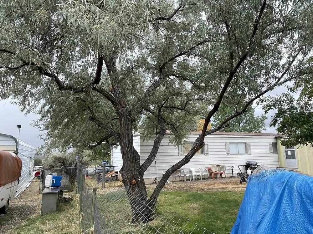 Local landscape design in Elko, NV by Sunrise Yard Service