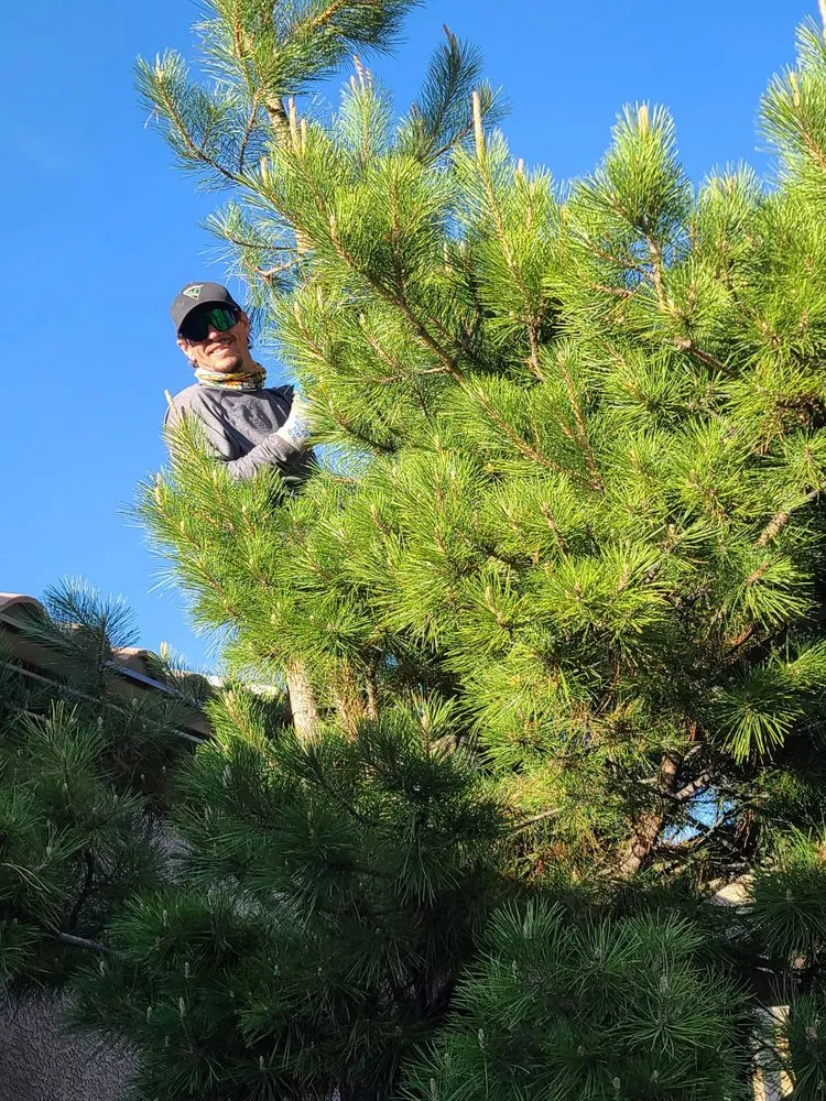 Reliable yard maintenance experts serving Prescott Valley, AZ - Sunrise Yard Service