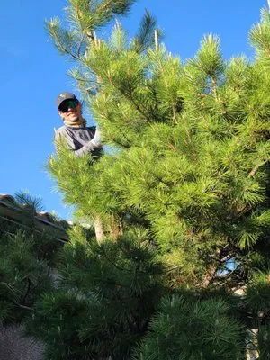 Sunrise Yard Service Logo