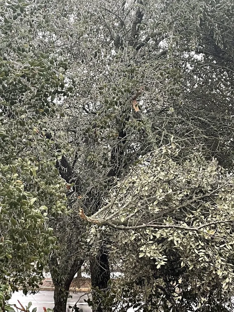 Affordable yard cleanup service in Austin, TX by Sunscape Landscaping