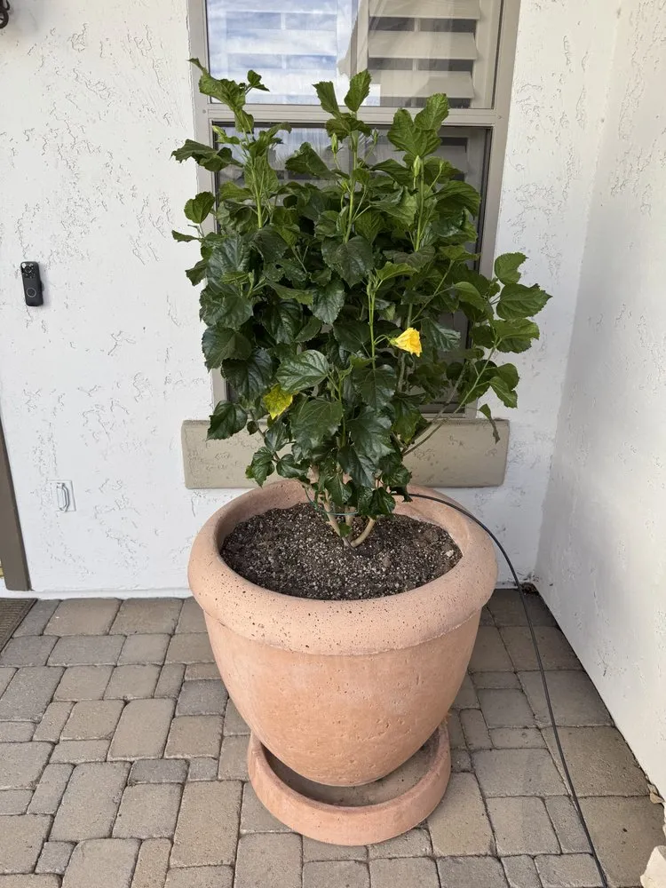 Local residential landscaping near you across Phoenix, AZ - Sunscape Service