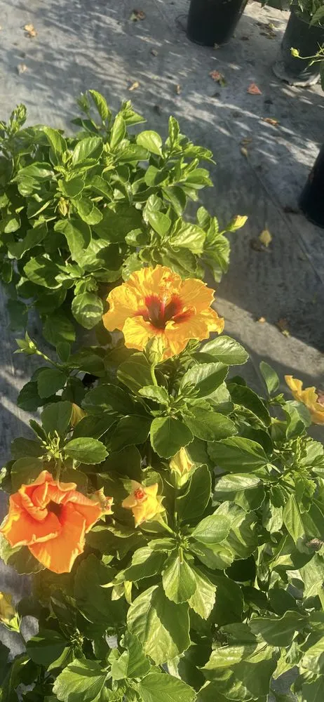 Affordable lawn care service in Westlake, FL - Sunscapers Landscaping