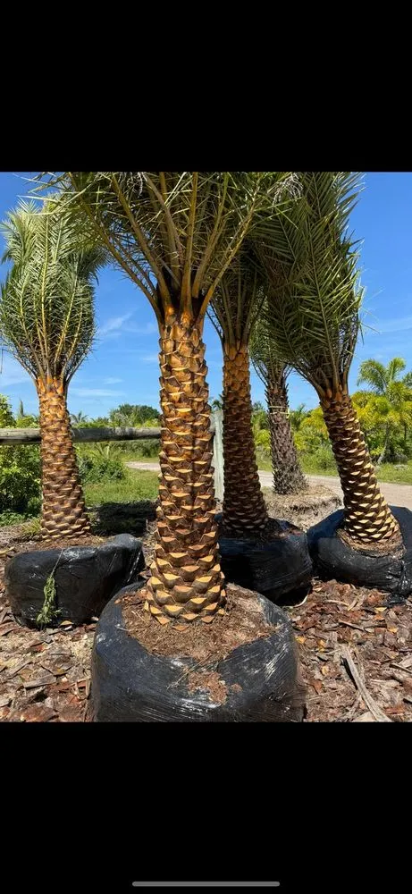 Professional lawn mowing service in Westlake, FL by Sunscapers Landscaping