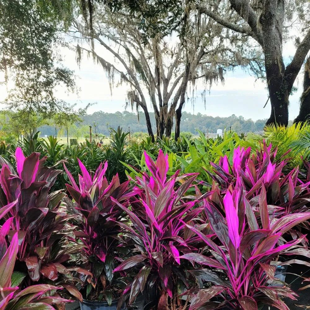 Custom lawn care service with custom design in Port Richey, FL by Sunset Cove Outdoor Services