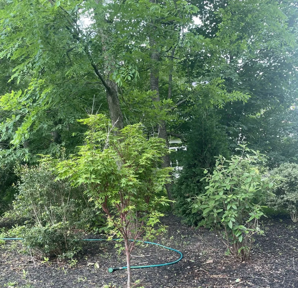 Reliable yard cleanup service experts serving Skillman, NJ - Sunset Creations