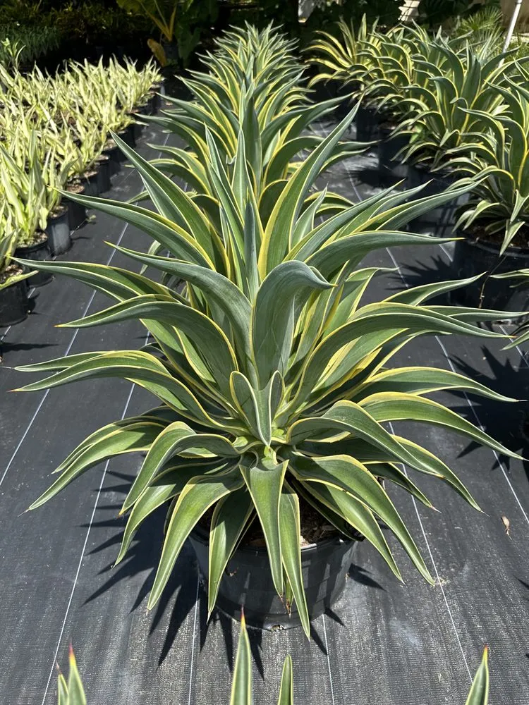 Top-rated landscaping services for year-round maintenance across Miami, FL - Sunset Gardens Green