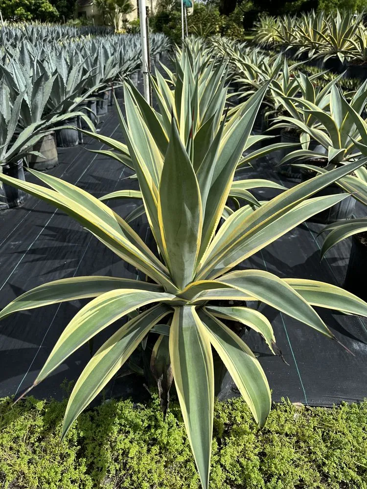 Affordable landscape design for homes across Miami, FL - Sunset Gardens Green