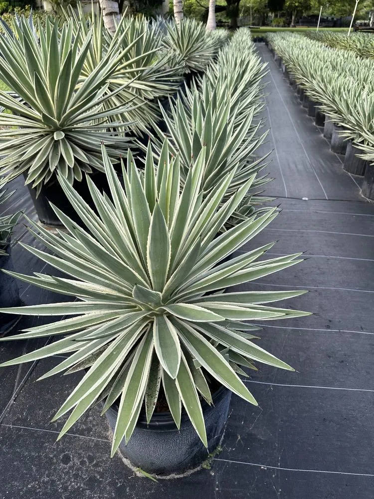 Professional residential landscaping for homes across Miami, FL - Sunset Gardens Green