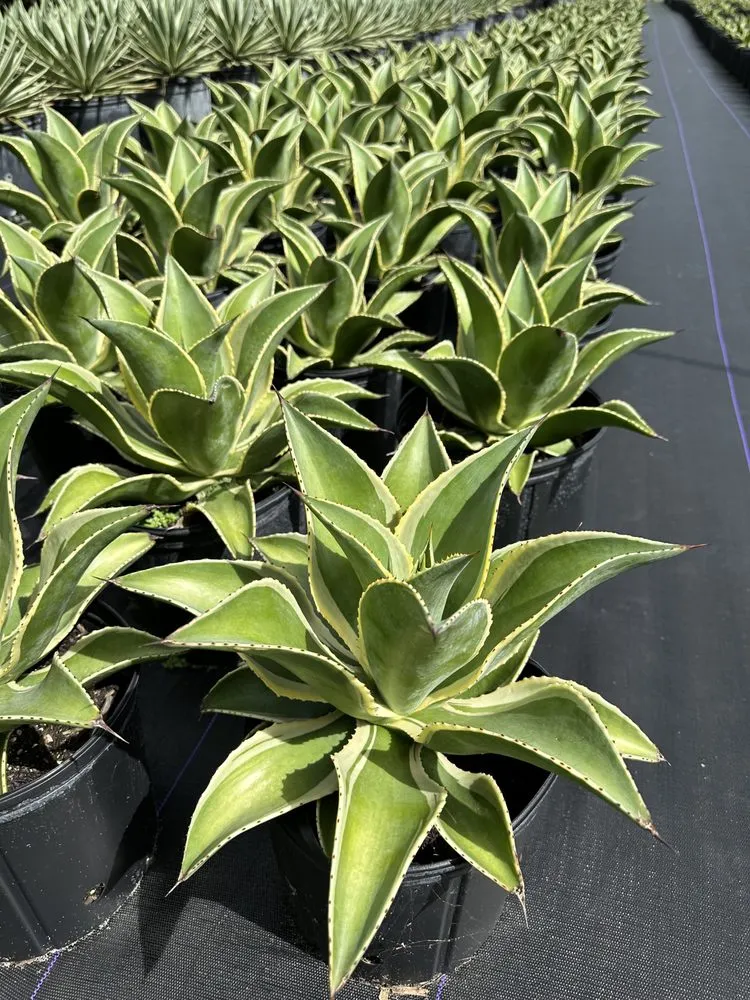 Professional yard maintenance for beautiful yards across Miami, FL - Sunset Gardens Green