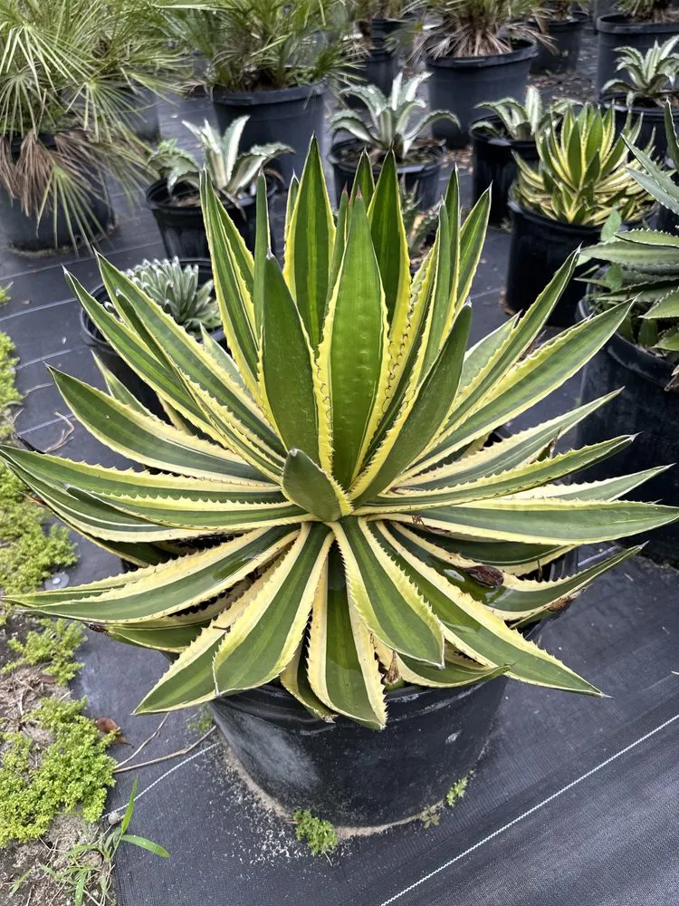 Reliable yard maintenance for residential properties in Miami, FL by Sunset Gardens Green