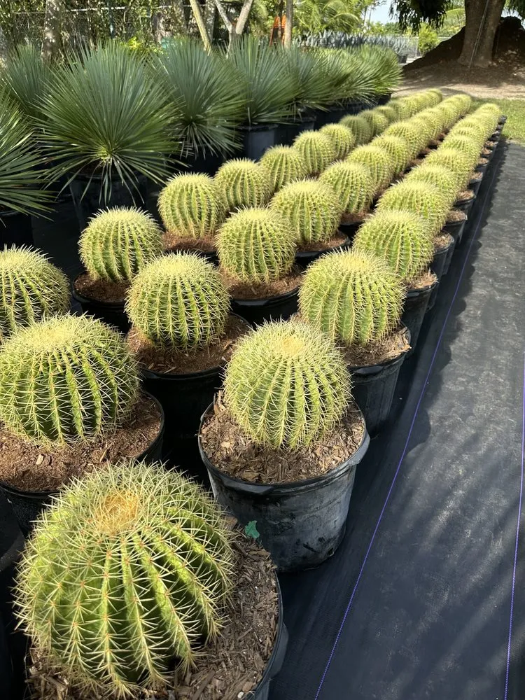 Trusted outdoor landscaping in Miami, FL by Sunset Gardens Green