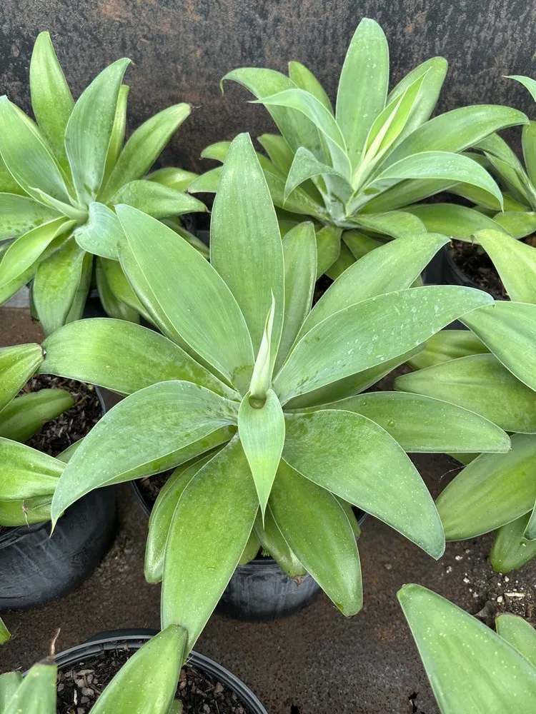 Local residential landscaping experts serving Miami, FL - Sunset Gardens Green