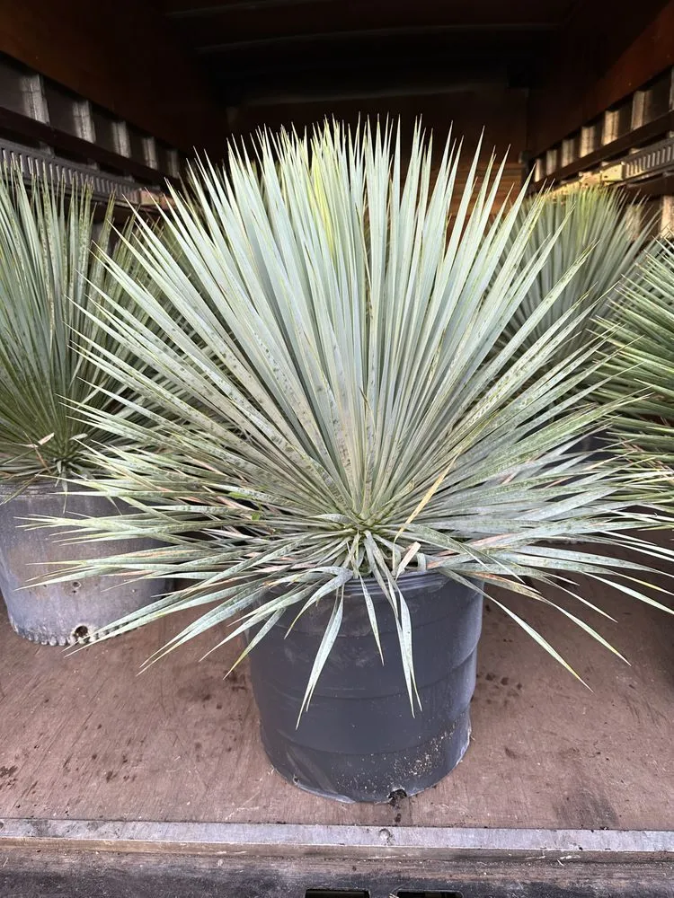 Local residential landscaping in Miami, FL - Sunset Gardens Green