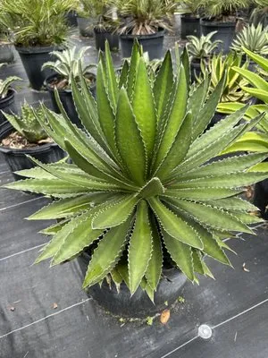 Sunset Gardens Green Logo