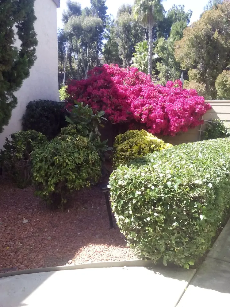 Professional outdoor landscaping in San Diego, CA by Sunset Landscaping & Maintenance