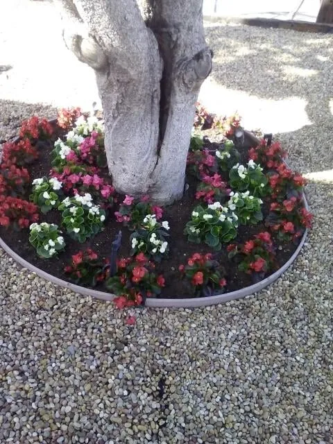 Affordable lawn care service in San Diego, CA by Sunset Landscaping & Maintenance