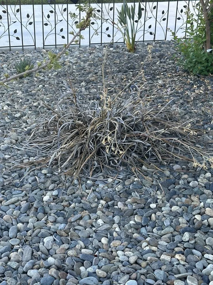 Reliable garden landscaping in Modesto, CA by Sunset Landscaping Services