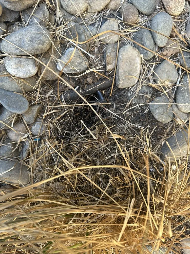 Professional lawn care service in Modesto, CA - Sunset Landscaping Services