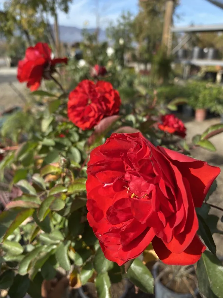 Custom lawn care service for residential properties in Lake Elsinore, CA by Sunset Nursery & Garden