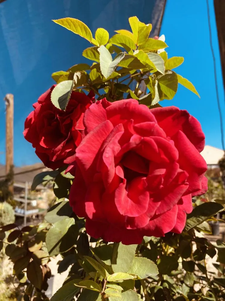 Reliable lawn care service for year-round maintenance in Lake Elsinore, CA by Sunset Nursery & Garden