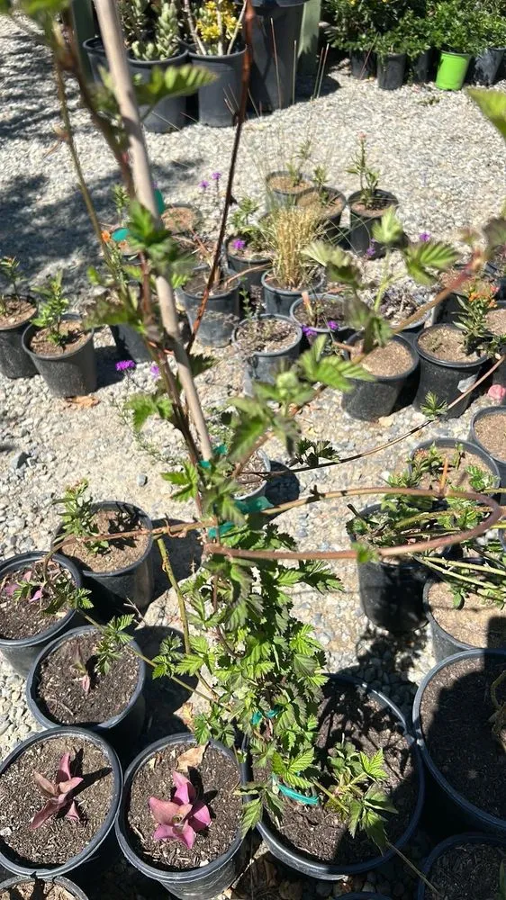 Reliable yard maintenance for outdoor upgrades in Lake Elsinore, CA by Sunset Nursery & Garden