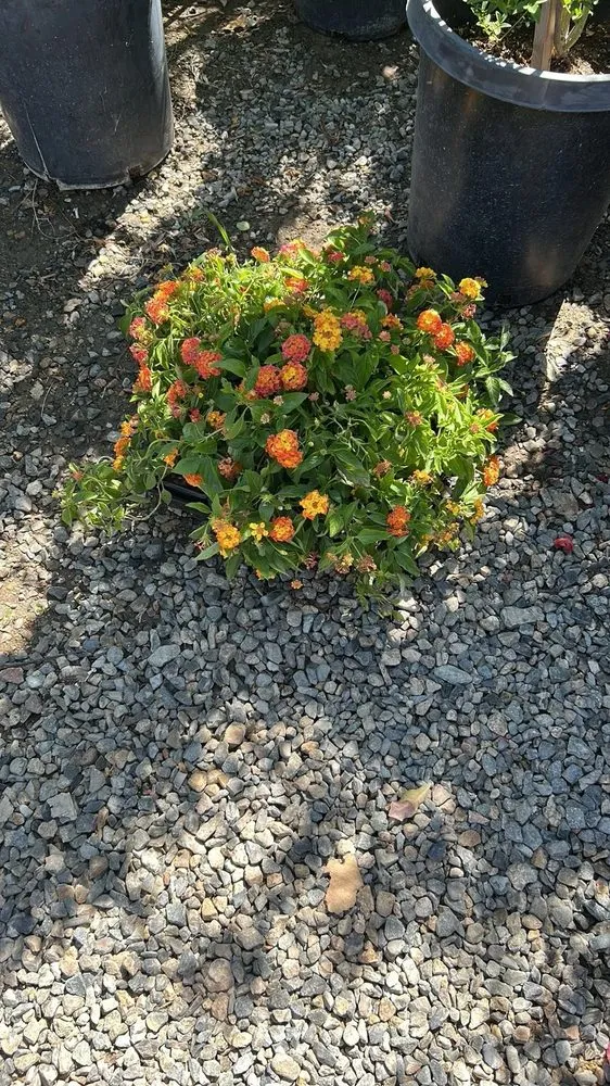 Affordable landscape installation experts serving Lake Elsinore, CA - Sunset Nursery & Garden