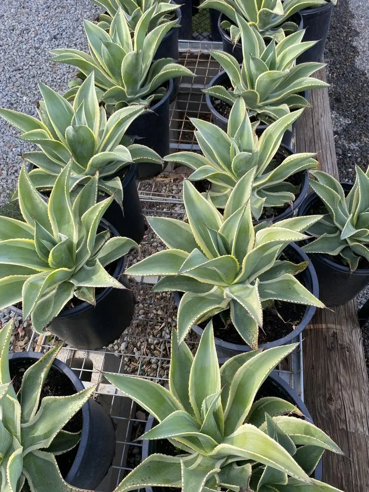 Affordable landscaping services for residential properties in Lake Elsinore, CA by Sunset Nursery & Garden