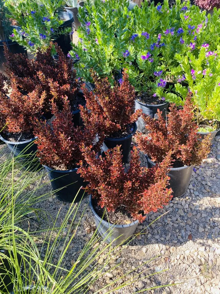 Custom lawn mowing service for outdoor upgrades in Lake Elsinore, CA by Sunset Nursery & Garden