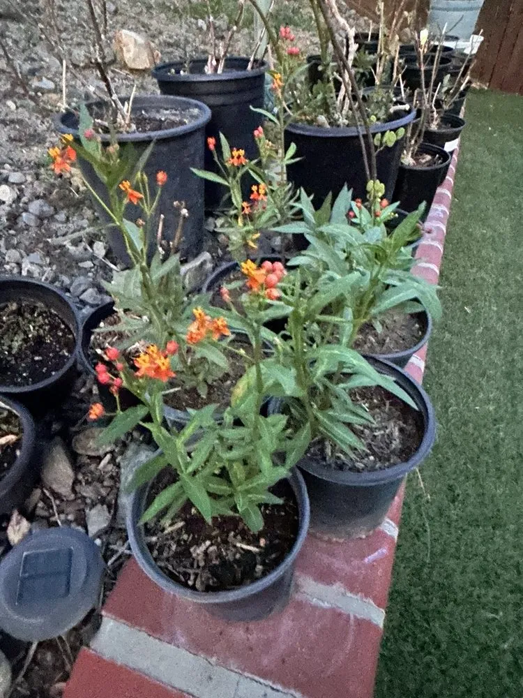 Top-rated landscape installation for residential properties in Lake Elsinore, CA by Sunset Nursery & Garden