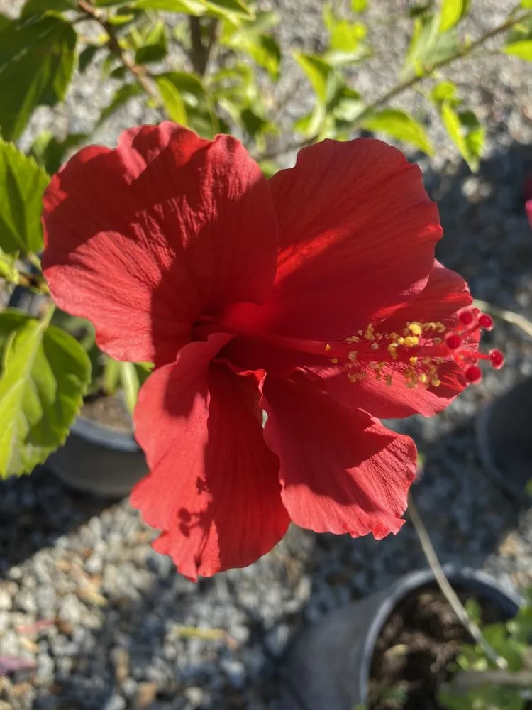 Top-rated yard cleanup service experts serving Lake Elsinore, CA - Sunset Nursery & Garden