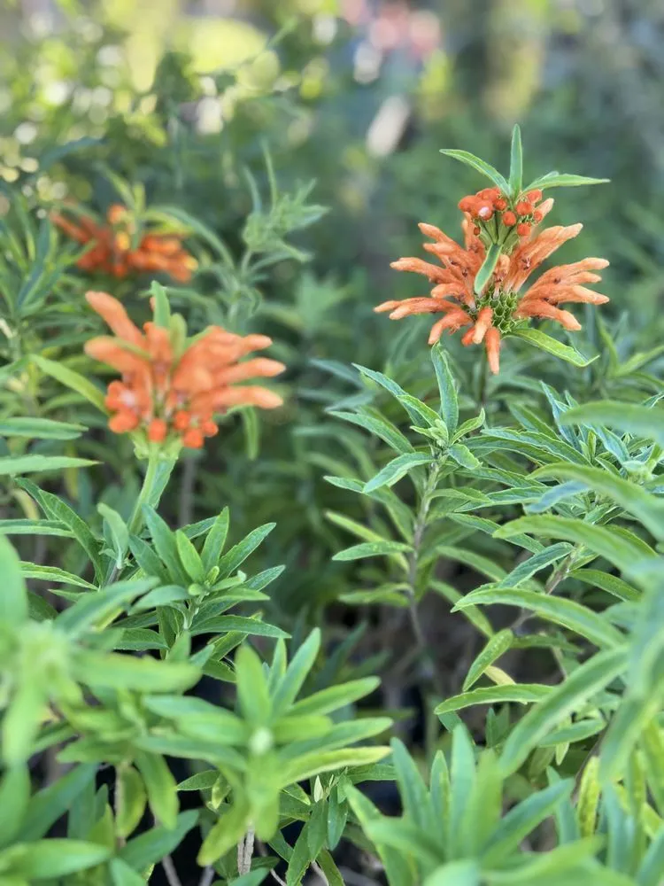 Professional landscaping services for year-round maintenance in Lake Elsinore, CA by Sunset Nursery & Garden