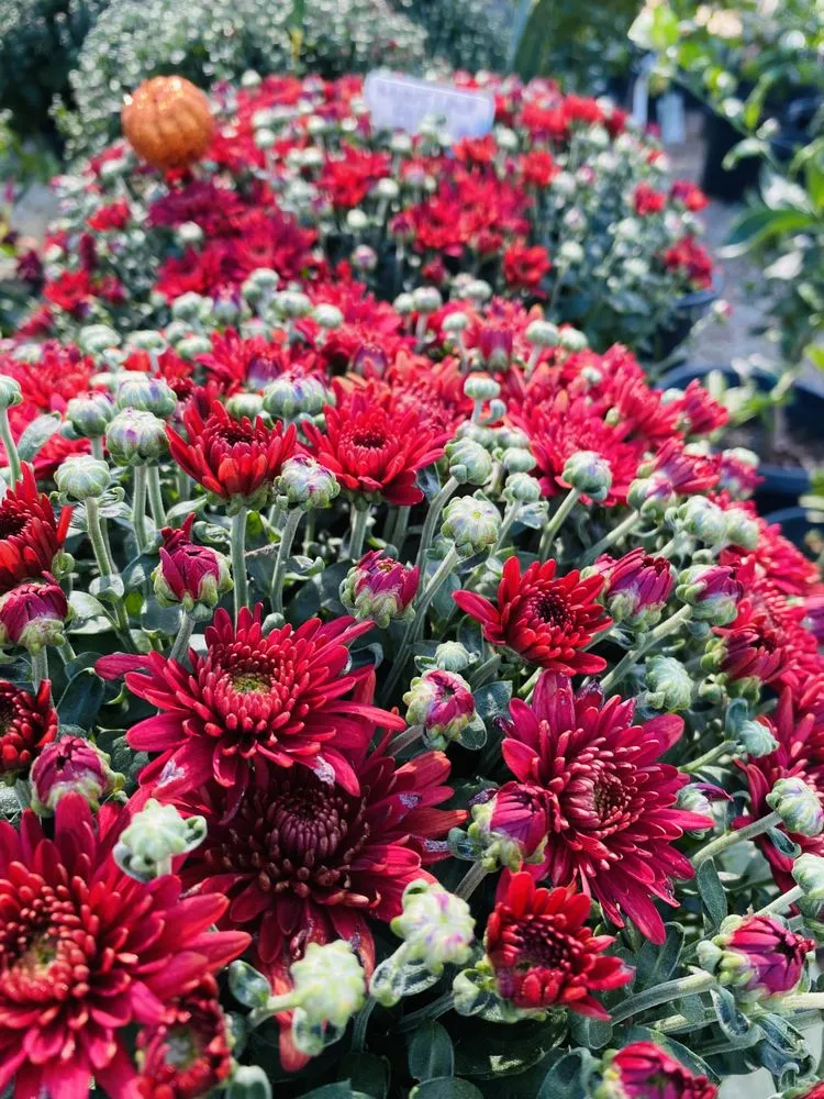 Professional garden landscaping for beautiful yards across Lake Elsinore, CA - Sunset Nursery & Garden