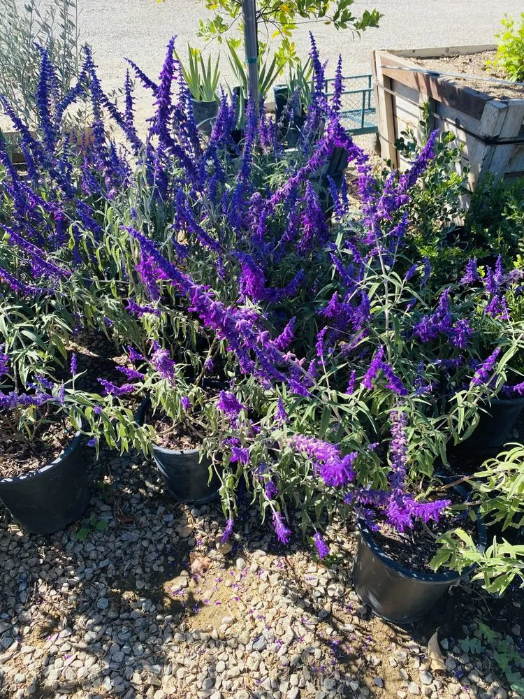 Trusted yard cleanup service for residential properties across Lake Elsinore, CA - Sunset Nursery & Garden