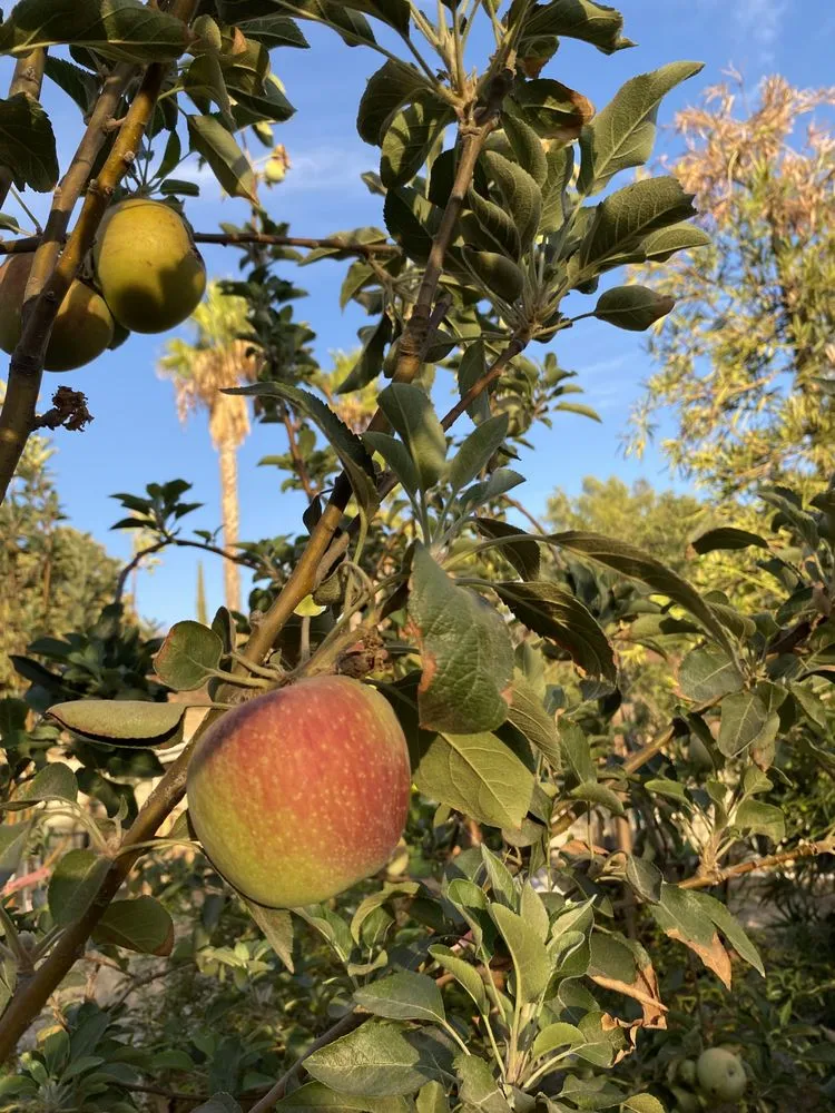 Trusted garden landscaping in Lake Elsinore, CA by Sunset Nursery & Garden