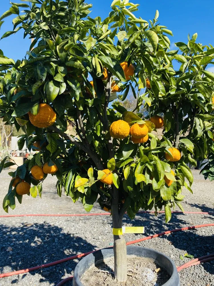 Professional lawn mowing service in Lake Elsinore, CA by Sunset Nursery & Garden