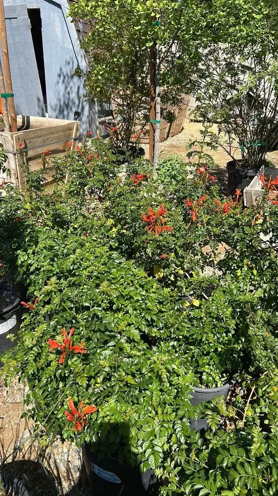 Expert landscape installation in Lake Elsinore, CA by Sunset Nursery & Garden