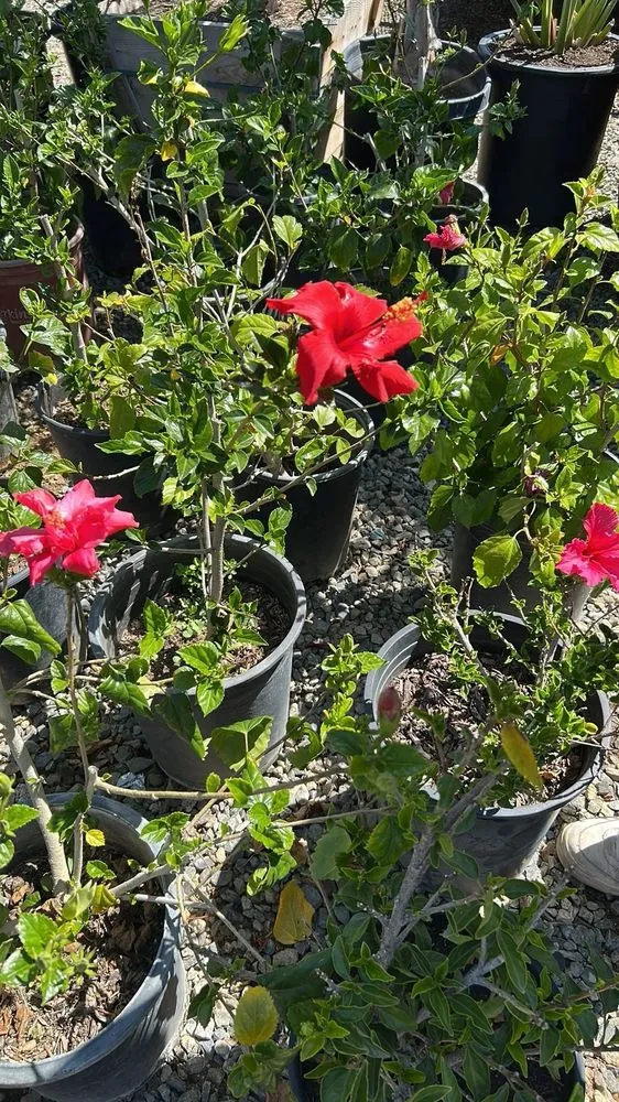 Professional lawn care service for homes in Lake Elsinore, CA by Sunset Nursery & Garden