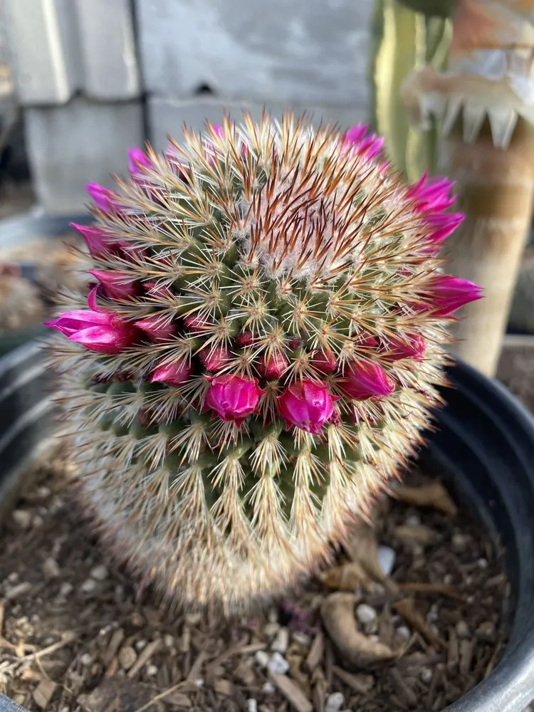 Expert landscape design experts serving Lake Elsinore, CA - Sunset Nursery & Garden