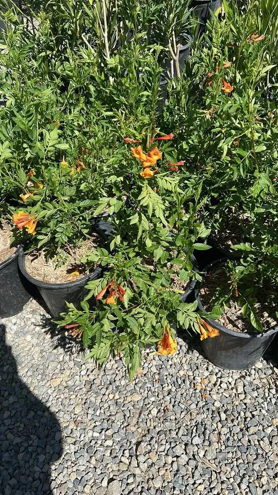 Local landscape installation for residential properties across Lake Elsinore, CA - Sunset Nursery & Garden