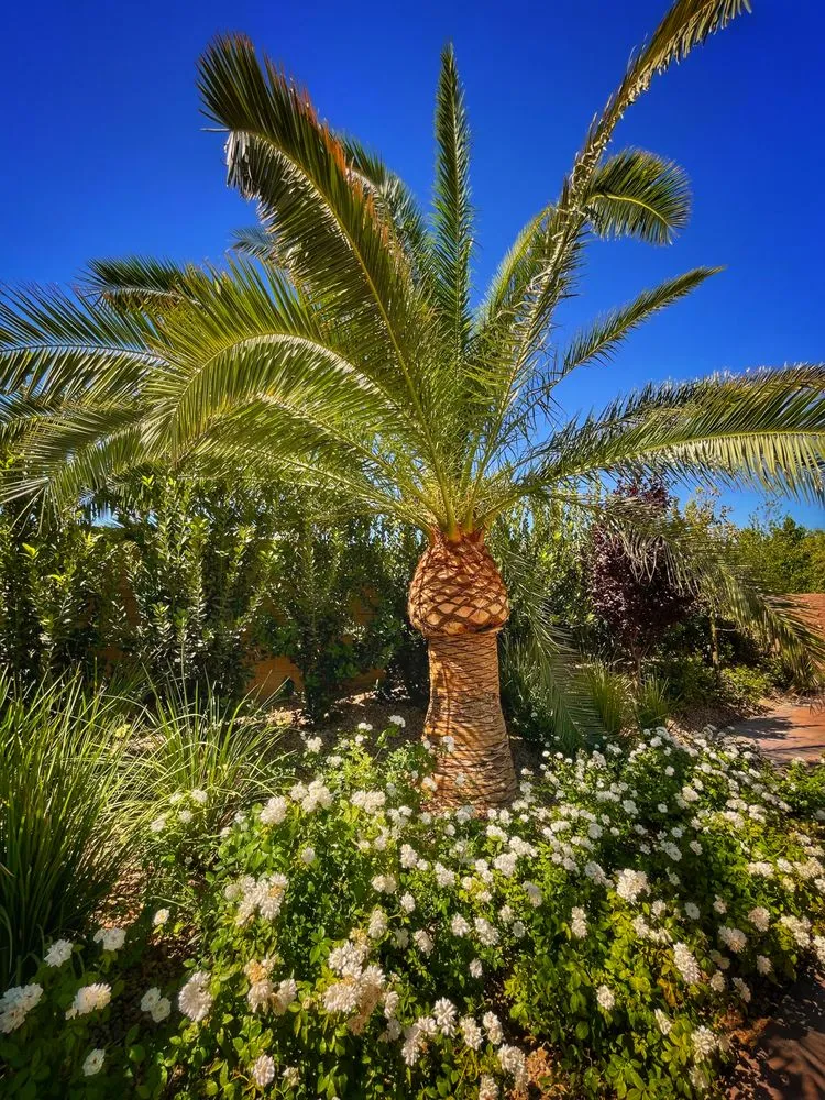 Affordable landscaping services in Henderson, NV - Sunset Oasis Custom Pools and Landscaping