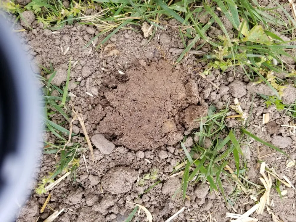 Custom garden landscaping for homes across Elmwood Park, NJ - Sunset Ridge Landscaping