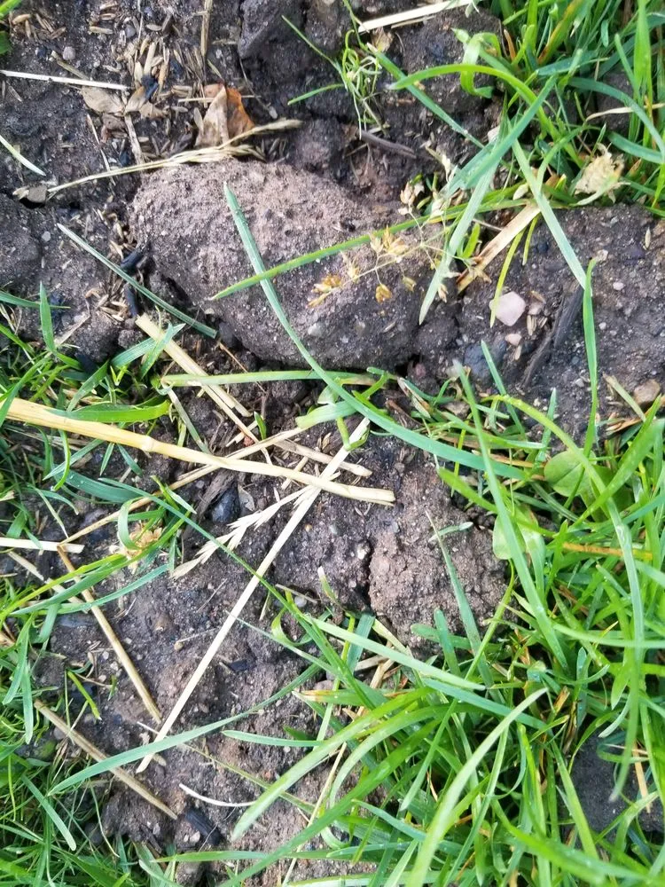 Professional yard cleanup service in Elmwood Park, NJ - Sunset Ridge Landscaping