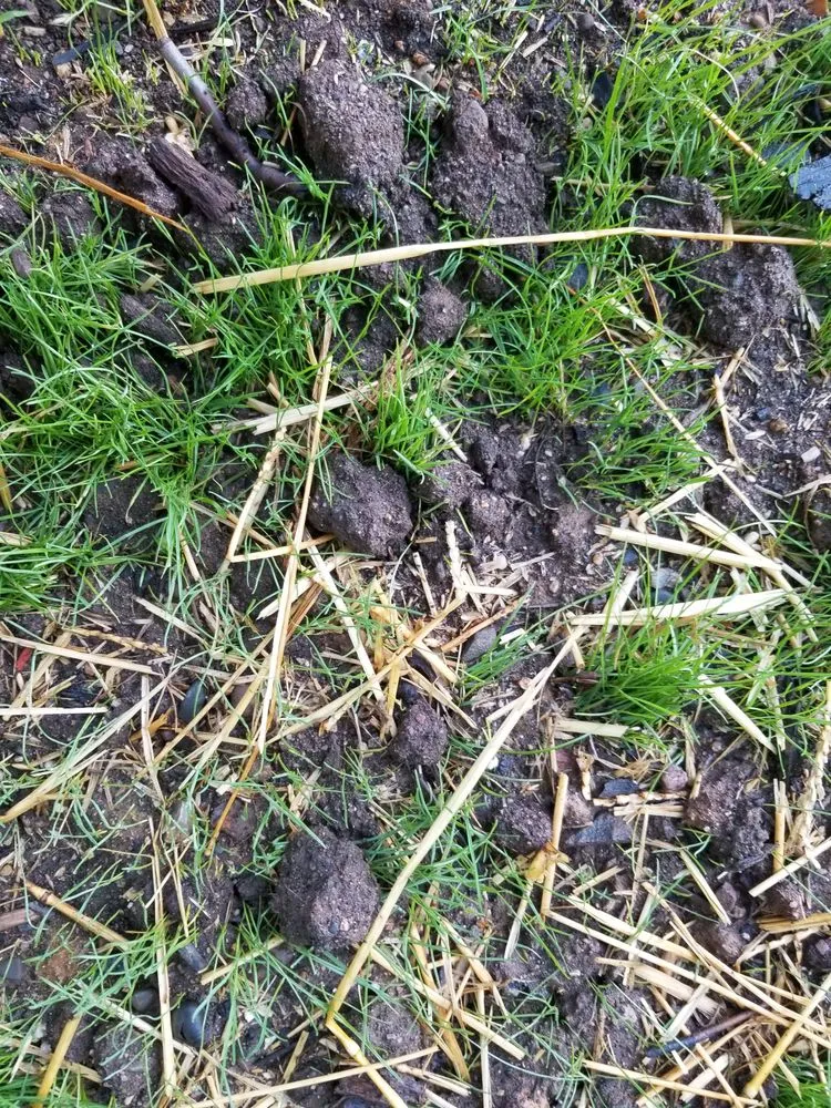 Top-rated lawn mowing service near you across Elmwood Park, NJ - Sunset Ridge Landscaping