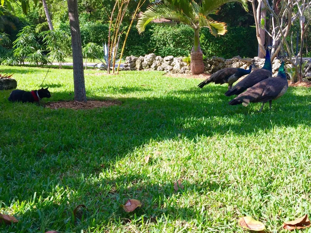 Top-rated garden landscaping for homes in Miami, FL by Sunset Sod