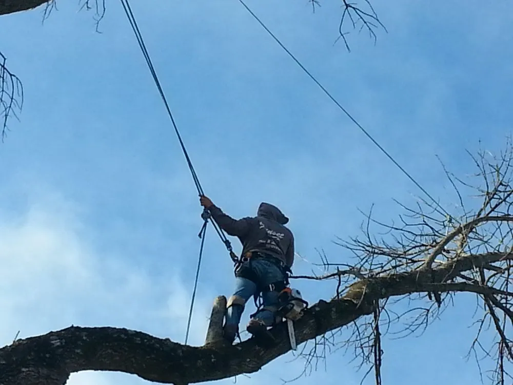 Top-rated yard cleanup service for residential properties in Beavercreek, OH by Sunset Tree Service