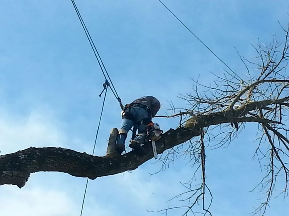 Affordable lawn care service for year-round maintenance across Beavercreek, OH - Sunset Tree Service